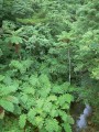 【沖縄の名所】タナガーグムイ 070711192644_GJ125_72A