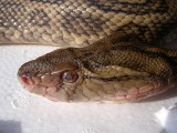【沖縄の文化】ハブ 800px-Habu-T_flavoviridis_20061231