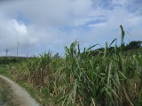 【沖縄の文化】さとうきび畑 130513145931_m_7c93ab52766fa7878163c97060a4eb06